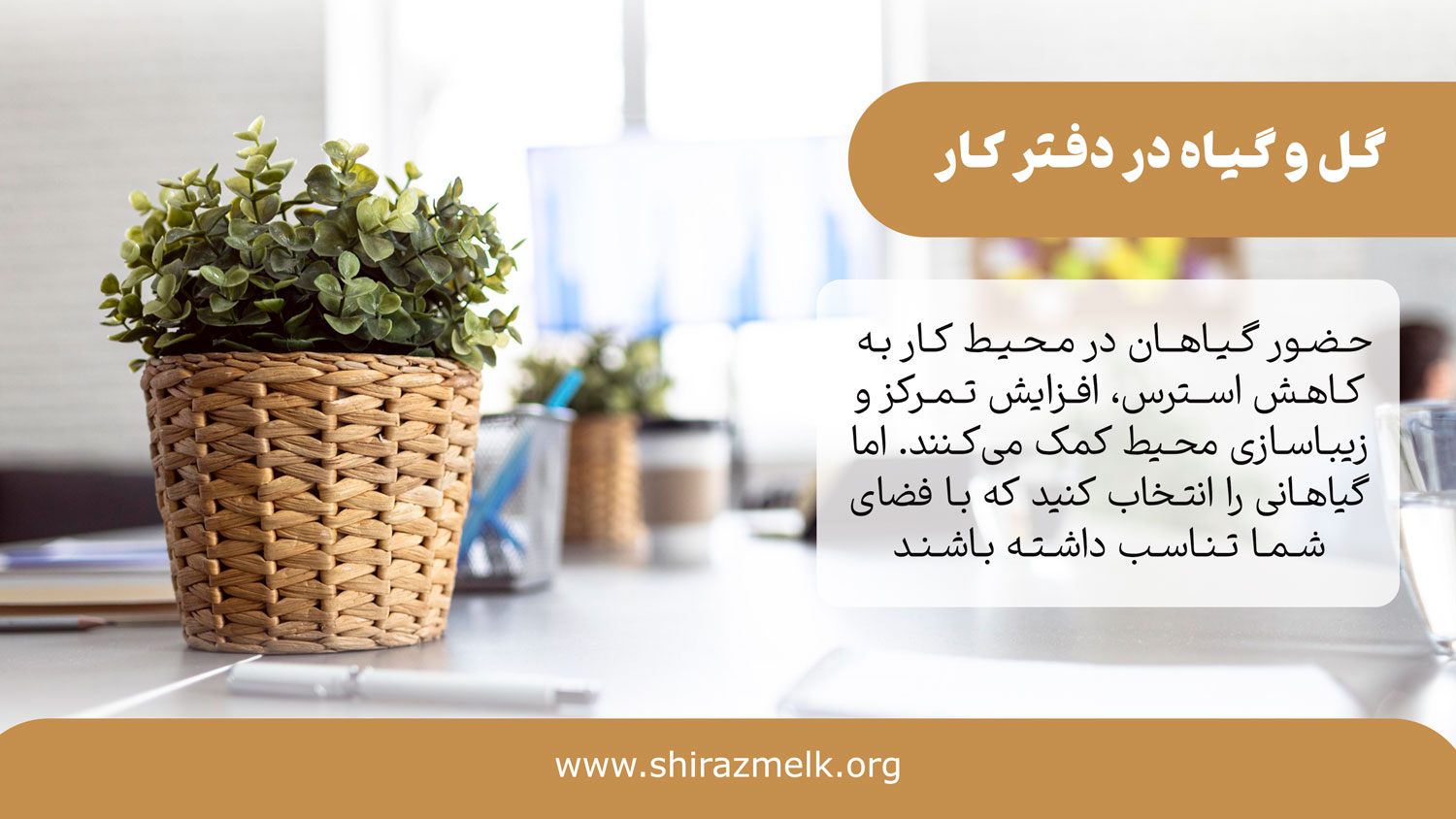 گل و گیاه در دفتر کار