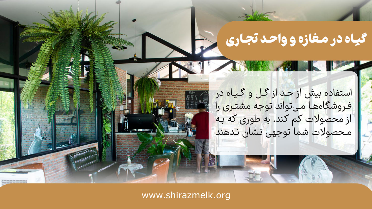 گیاه در مغازه و واحد تجاری